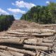 .- Los ecologistas afirman que el principal daño irreparable a las montañas y los ecosistemas proviene de las obras realizadas para instalar y mantener los aerogeneradores en regiones remotas, lo que incluye la tala de grandes extensiones de bosque y la construcción de carreteras de gran envergadura a través de paisajes vírgenes. Los planes de construir decenas de aerogeneradores en algunas de las crestas más altas de los Montes Cárpatos ucranianos occidentales, como parte del esfuerzo por descentralizar la generación eléctrica ante los ataques rusos, generan preocupación entre residentes y ecologistas, que temen daños irreparables a uno de los paisajes naturales más prístinos de Europa. EFE/ Rostyslav Averchuk