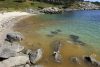 El mar de ardora, un fenómeno natural que hace brillar las aguas con destellos azul neón, se ha convertido de nuevo en uno de los espectáculos más buscados este verano en las Rías Baixas gallegas y el responsable tiene nombre y apellido: Noctiluca scintillans, un microorganismo que exhibe bioluminiscencia. EFE/Sxenick
