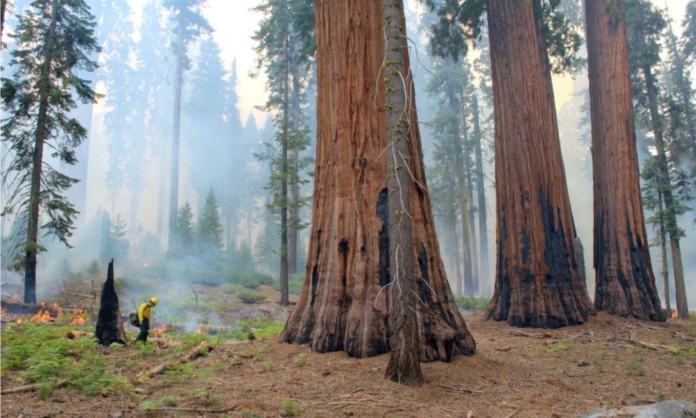Fotografía cedida por el Servicio de Parques Nacionales de Estados Unidos que muestra un técnico forestal utilizando una antorcha de goteo para iniciar una quema prescrita cerca de un grupo de secuoyas gigantes en el Parque Nacional de las Secuoyas en California. EFE/Anthony Caprio /Servicio de Parques Nacionales /SOLO USO EDITORIAL /NO VENTAS /SOLO DISPONIBLE PARA ILUSTRAR LA NOTICIA QUE ACOMPAÑA /CRÉDITO OBLIGATORIO