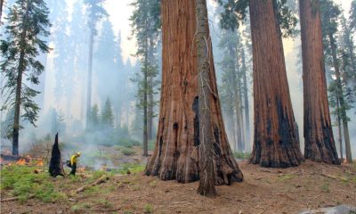 Fotografía cedida por el Servicio de Parques Nacionales de Estados Unidos que muestra un técnico forestal utilizando una antorcha de goteo para iniciar una quema prescrita cerca de un grupo de secuoyas gigantes en el Parque Nacional de las Secuoyas en California. EFE/Anthony Caprio /Servicio de Parques Nacionales /SOLO USO EDITORIAL /NO VENTAS /SOLO DISPONIBLE PARA ILUSTRAR LA NOTICIA QUE ACOMPAÑA /CRÉDITO OBLIGATORIO