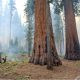 Fotografía cedida por el Servicio de Parques Nacionales de Estados Unidos que muestra un técnico forestal utilizando una antorcha de goteo para iniciar una quema prescrita cerca de un grupo de secuoyas gigantes en el Parque Nacional de las Secuoyas en California. EFE/Anthony Caprio /Servicio de Parques Nacionales /SOLO USO EDITORIAL /NO VENTAS /SOLO DISPONIBLE PARA ILUSTRAR LA NOTICIA QUE ACOMPAÑA /CRÉDITO OBLIGATORIO