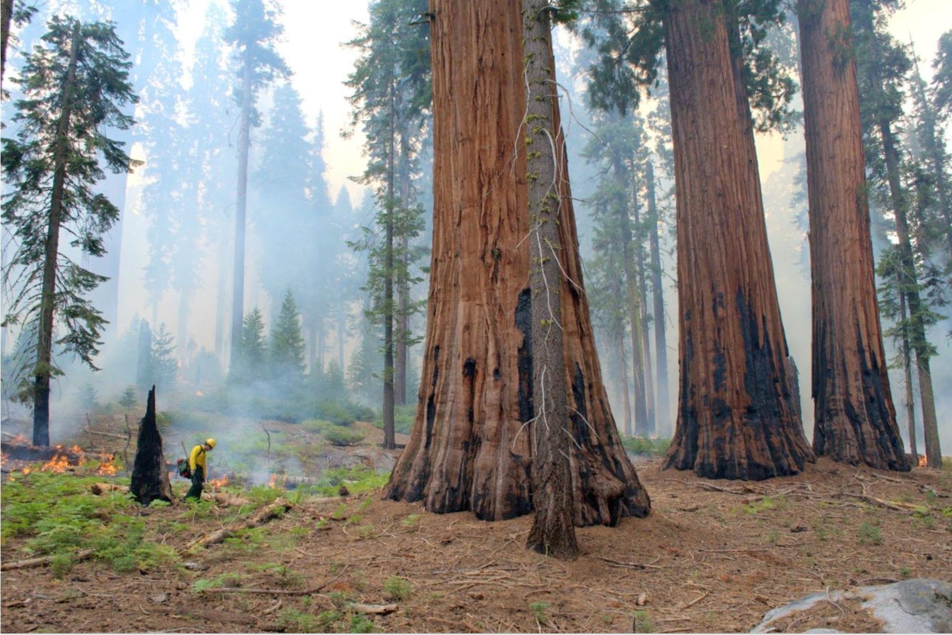Fotografía cedida por el Servicio de Parques Nacionales de Estados Unidos que muestra un técnico forestal utilizando una antorcha de goteo para iniciar una quema prescrita cerca de un grupo de secuoyas gigantes en el Parque Nacional de las Secuoyas en California. EFE/Anthony Caprio /Servicio de Parques Nacionales /SOLO USO EDITORIAL /NO VENTAS /SOLO DISPONIBLE PARA ILUSTRAR LA NOTICIA QUE ACOMPAÑA /CRÉDITO OBLIGATORIO