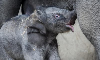 Imagen de archivo de una cría de elefante con su madre. EFE/EPA/IDA MARIE ODGAARD