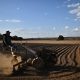 Fotografía de archivo de un hombre que trabaja en el secado de granos en una plantación de café, en una zona rural en Brasilia (Brasil). EFE/ Andre Borges
