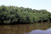 Fotografía del 22 de julio de 2026 que muestra un manglar en Ahuachapán (El Salvador). EFE/ Javier Aparicio