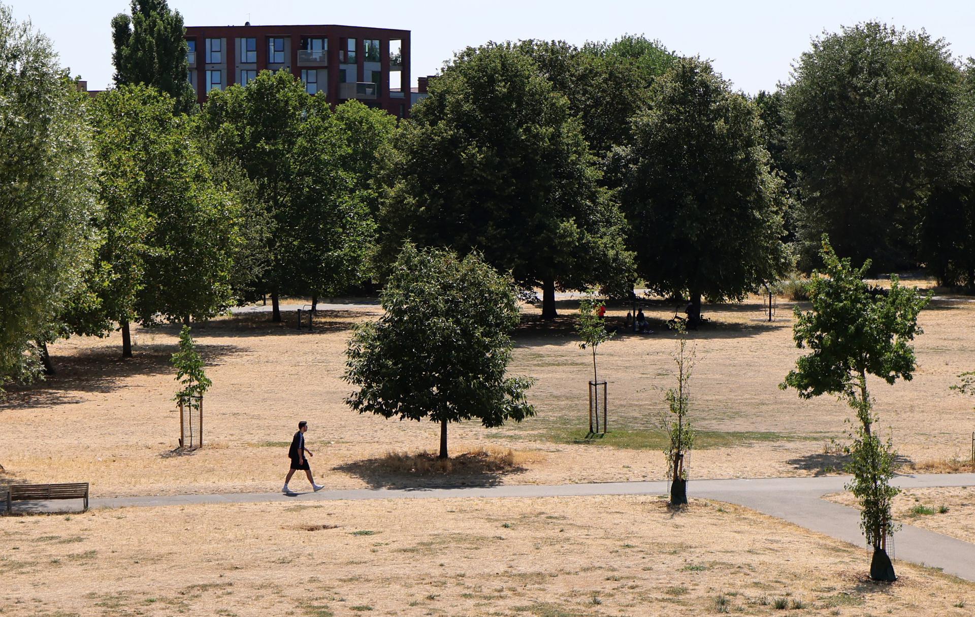 En la imagen de ayer, un hombre camina por un parque seco en Londres, Gran Bretaña.EFE/EPA/ANDY RAIN
