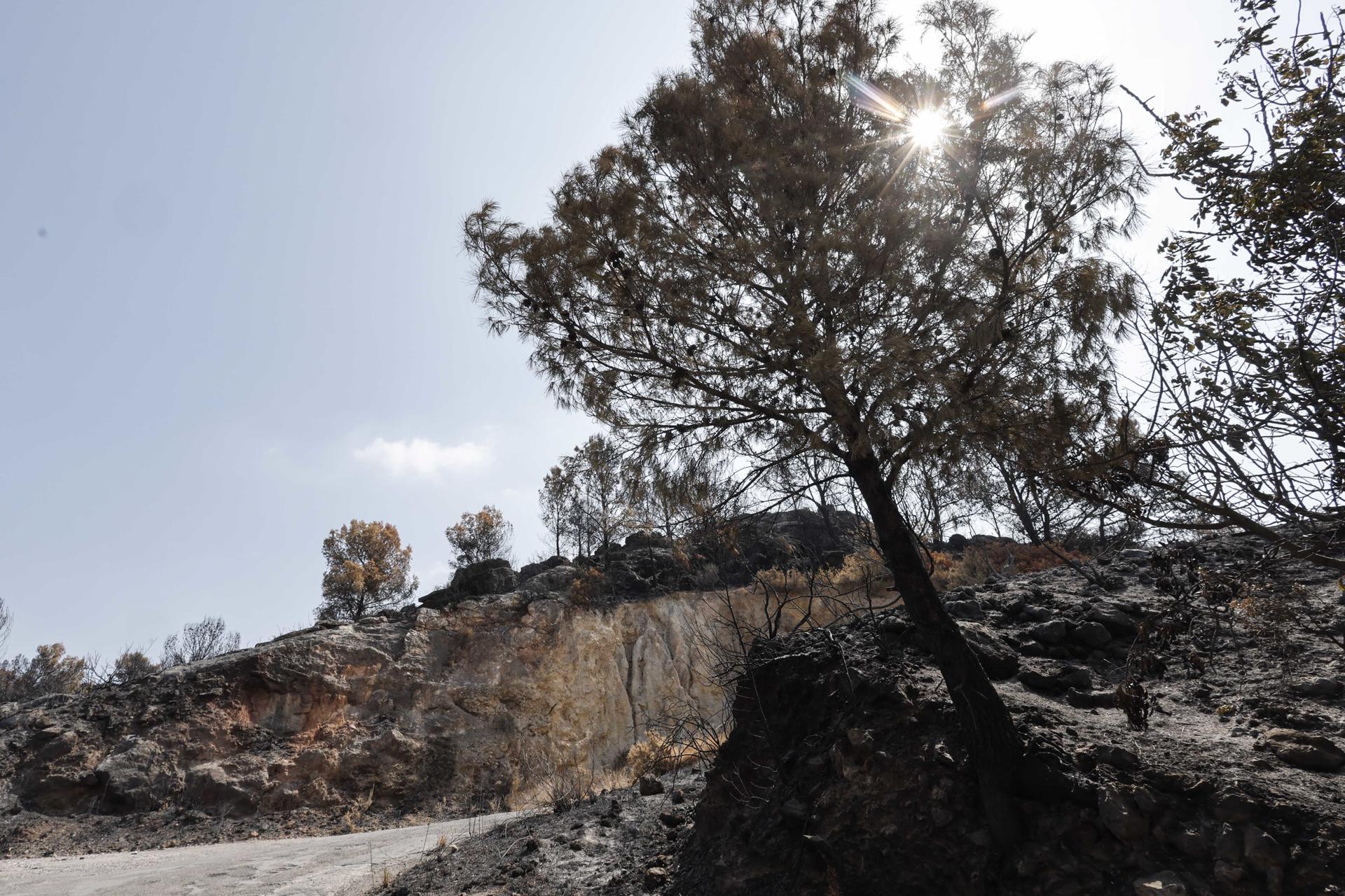 Paisaje quemado en La Vall d'Uixó (Castellón), en España, este viernes. EFE/Manuel Bruque