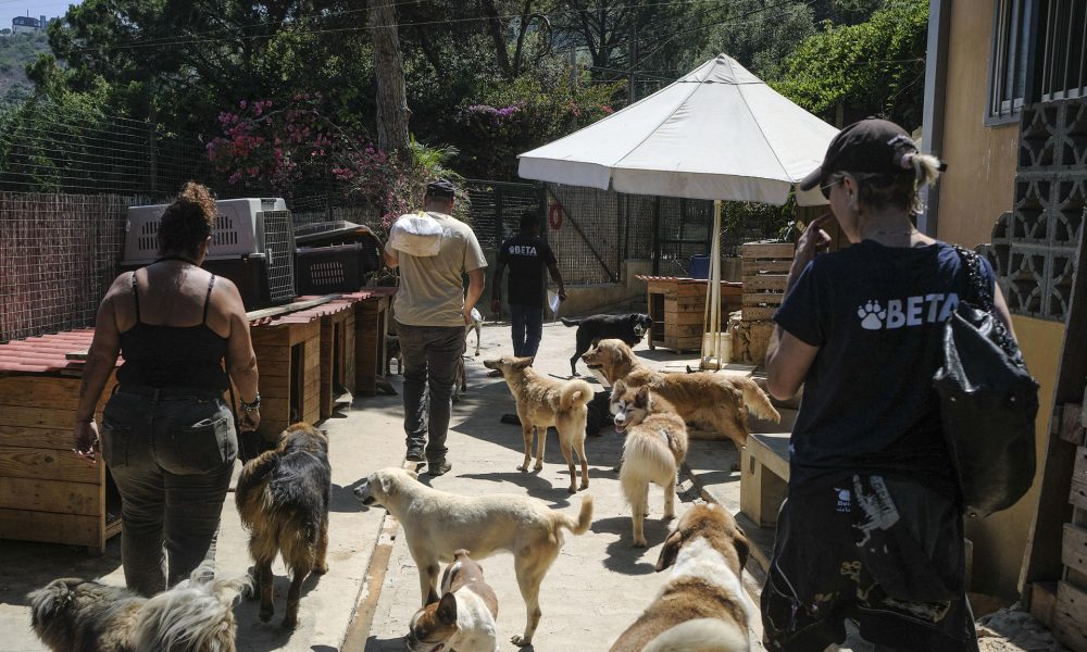 El refugio BETA Lebanon, en las montañas de Bdadoun, Líbano, acoge a más de 1.500 animales, entre ellos cientos de perros y gatos rescatados de zonas bombardeadas por Israel durante la guerra de 2024 y la ofensiva reanudada el pasado marzo, muchos de ellos abandonados por sus dueños. EFE/Edgar Gutiérrez