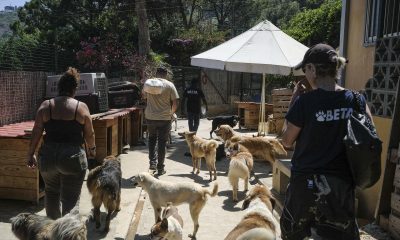 El refugio BETA Lebanon, en las montañas de Bdadoun, Líbano, acoge a más de 1.500 animales, entre ellos cientos de perros y gatos rescatados de zonas bombardeadas por Israel durante la guerra de 2024 y la ofensiva reanudada el pasado marzo, muchos de ellos abandonados por sus dueños. EFE/Edgar Gutiérrez