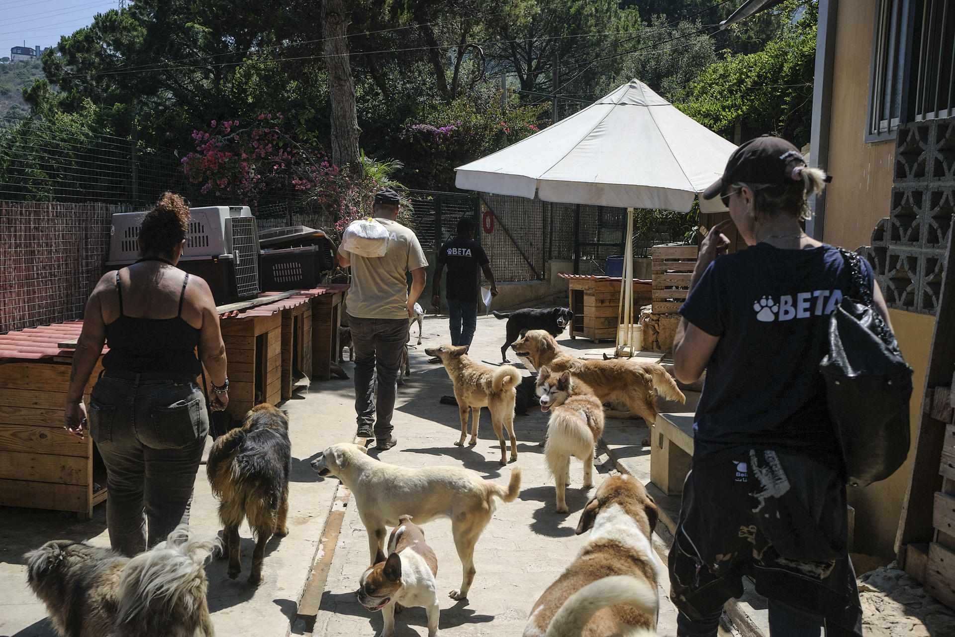 El refugio BETA Lebanon, en las montañas de Bdadoun, Líbano, acoge a más de 1.500 animales, entre ellos cientos de perros y gatos rescatados de zonas bombardeadas por Israel durante la guerra de 2024 y la ofensiva reanudada el pasado marzo, muchos de ellos abandonados por sus dueños. EFE/Edgar Gutiérrez
