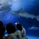 El Oceanogràfic de València, el mayor acuario de Europa, ha puesto el nombre del futbolista español Ferran Torres a uno de sus tiburones grises (Carcharhinus plumbeus), como reconocimiento a la vinculación con la conservación marina del internacional, autor del gol que le dio a España el título de campeón mundial en la final ante Argentina. EFE/ Kai Försterling
