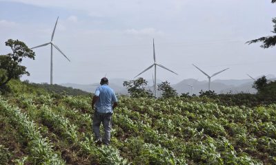 El campesino hondureño Isidro Rodríguez caminando por una parcela de maíz en Santa Ana (Honduras). EFE/ Germán Reyes