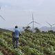 El campesino hondureño Isidro Rodríguez caminando por una parcela de maíz en Santa Ana (Honduras). EFE/ Germán Reyes