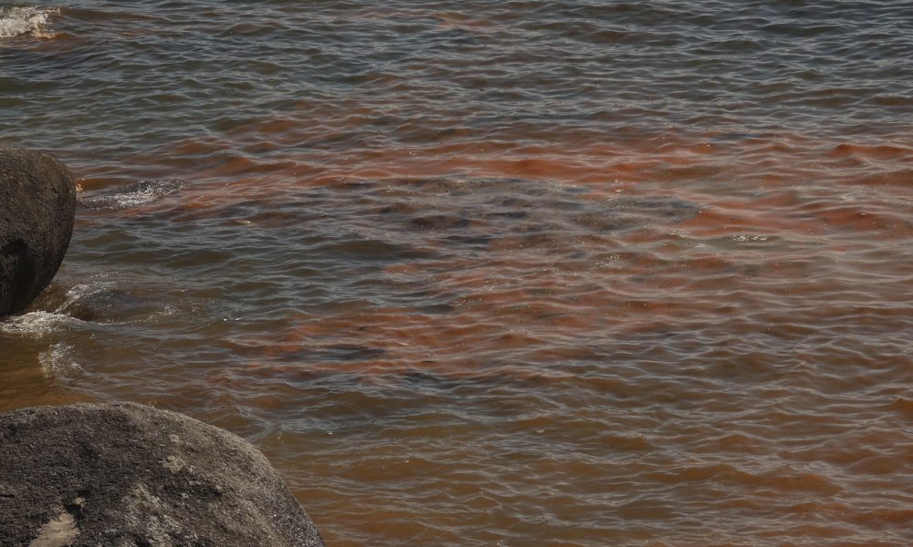 El mar de ardora, un fenómeno natural que hace brillar las aguas con destellos azul neón, se ha convertido de nuevo en uno de los espectáculos más buscados este verano en las Rías Baixas gallegas y el responsable tiene nombre y apellido: Noctiluca scintillans, un microorganismo que exhibe bioluminiscencia. EFE/Sxenick