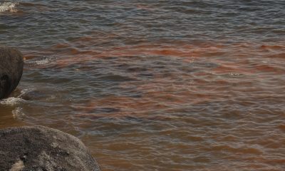 El mar de ardora, un fenómeno natural que hace brillar las aguas con destellos azul neón, se ha convertido de nuevo en uno de los espectáculos más buscados este verano en las Rías Baixas gallegas y el responsable tiene nombre y apellido: Noctiluca scintillans, un microorganismo que exhibe bioluminiscencia. EFE/Sxenick