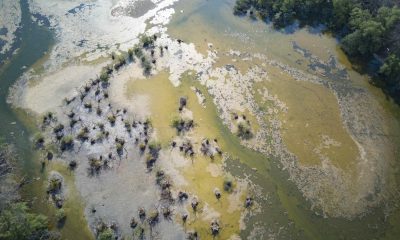 Fotografía aérea de archivo de los manglares de la zona de Bajamar en Puntarenas, los cuales han perdido la mayoría de agua por las altas temperaturas que llegan a los 40 grados, en San José (Costa Rica). EFE/ Jeffrey Arguedas