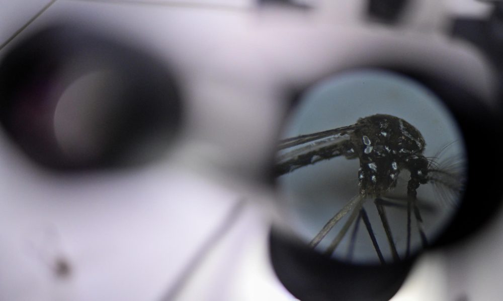 Fotografía de archivo en onde se observa un mosquito Aedes aegypti, responsable de transmitir el dengue, a través de un microscopio. EFE/ Andre Borges
