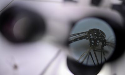 Fotografía de archivo en onde se observa un mosquito Aedes aegypti, responsable de transmitir el dengue, a través de un microscopio. EFE/ Andre Borges