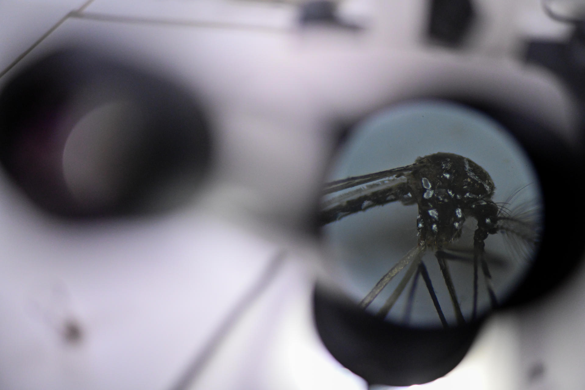 Fotografía de archivo en onde se observa un mosquito Aedes aegypti, responsable de transmitir el dengue, a través de un microscopio. EFE/ Andre Borges