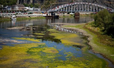 El lecho parcialmente expuesto del río Elba en Ústí nad Labem, República Checa. EFE/EPA/MARTIN DIVISEK