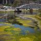 El lecho parcialmente expuesto del río Elba en Ústí nad Labem, República Checa. EFE/EPA/MARTIN DIVISEK
